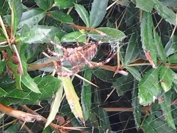 Spider and web in shrub.
