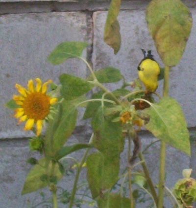 Bird eating sunflower seeds.