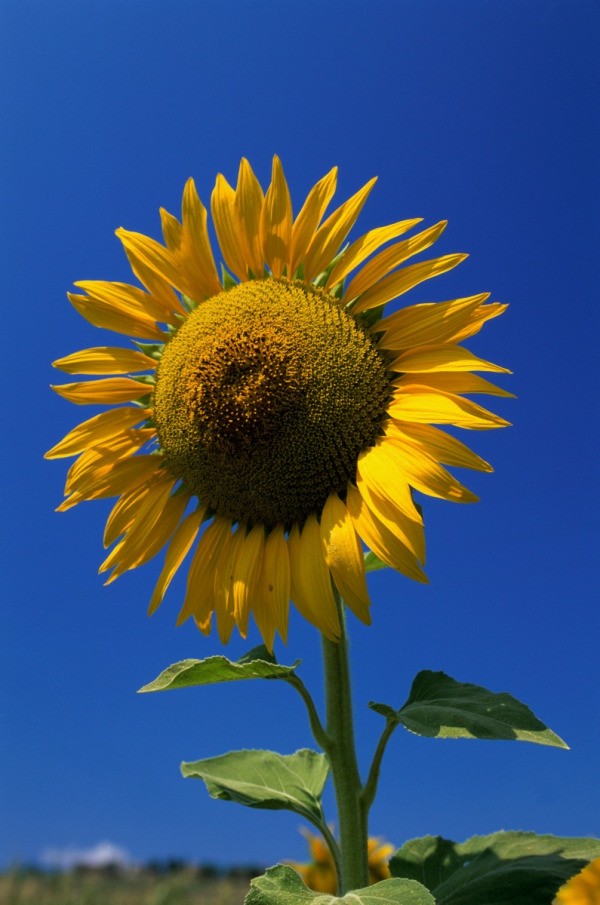 sunflower thriftyfun ad