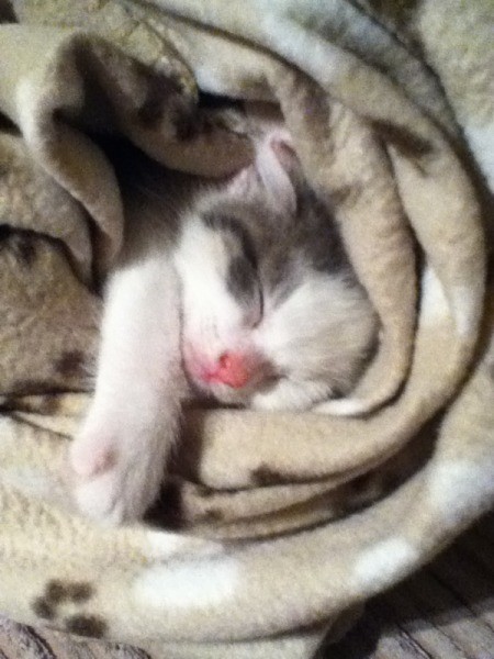 Kitten in blanket.