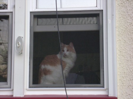 Orange and white cat in window.