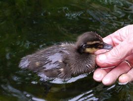 Duckling in water near person's hand.