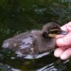 Duckling in water near person's hand.