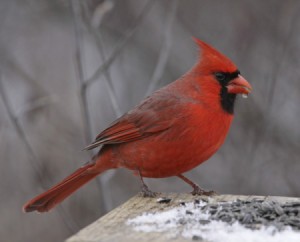 The Northern Cardinal