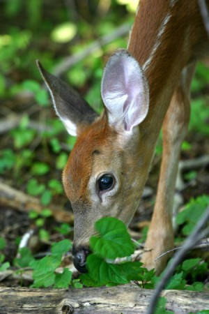 All About White-tailed Fawns