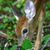 All About White-tailed Fawns