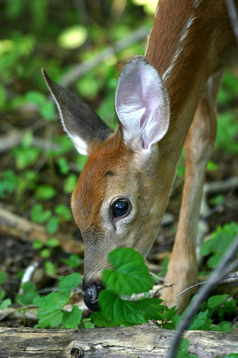 Fawn (Baby Deer) Information and Photos | ThriftyFun