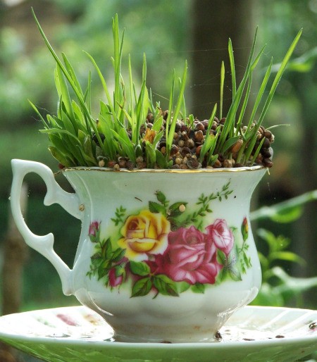 Tea Cup Bird Feeder