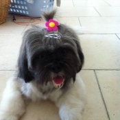 Dog with flower in his hair.