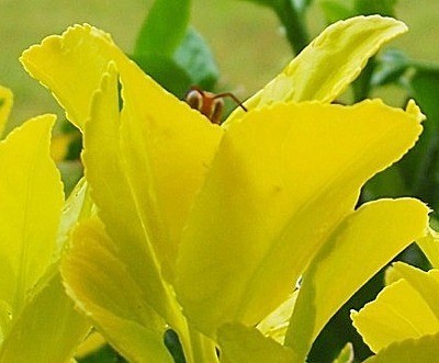 Wasp head over petal.