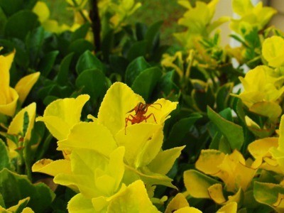 Red wasp on yellow flower.