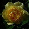 Yellow rose.