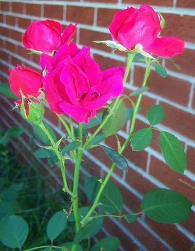 Roses in bloom against brick wall.