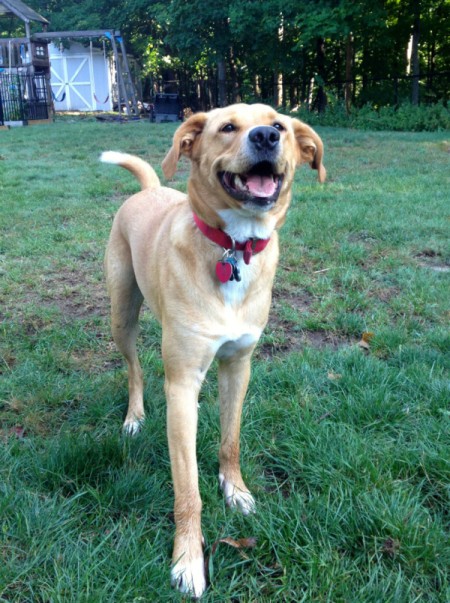 Yellow mix breed dog in yard.