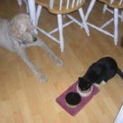 Hero lying on kitchen floor watching cat eat.