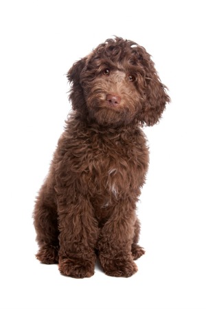 Labradoodle Information and Photos | ThriftyFun