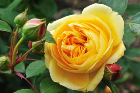 Yellow Rose