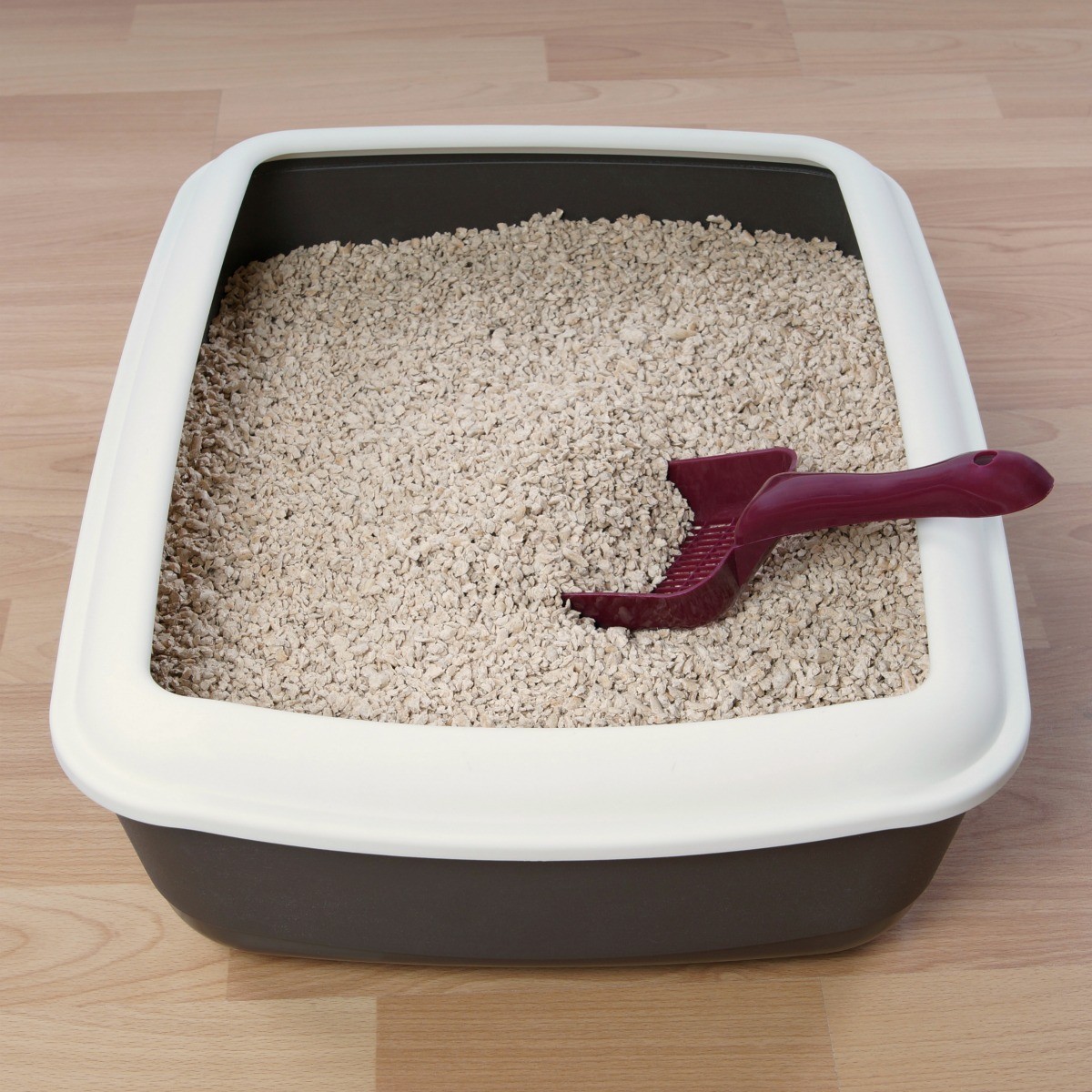 kitty litter box