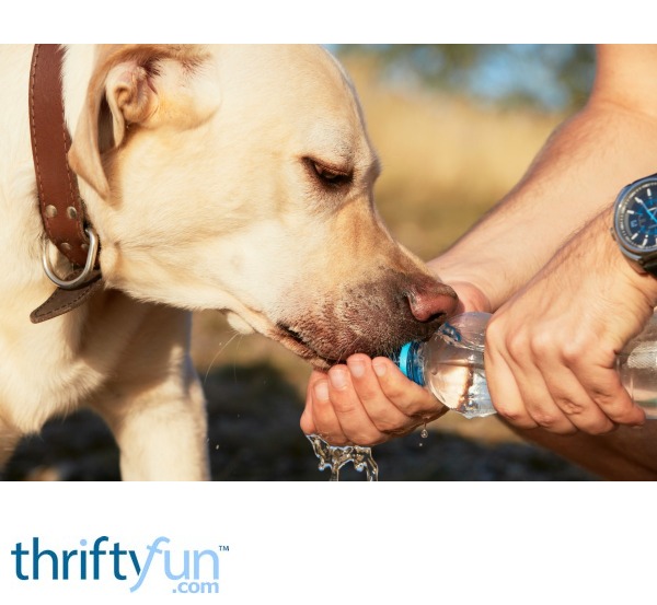Keeping Your Dog Safe in Hot Weather ThriftyFun