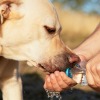 A dog drinking water on a hot day.