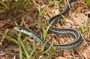 A Non-Poisonous Garter Snake.