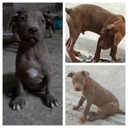 Collage of three Pit Bull photos.