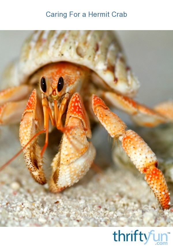 basic hermit crab care