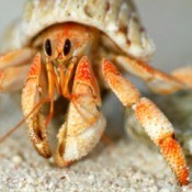 hermit crab close up