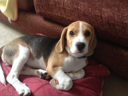 Beagle puppy.