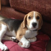 Beagle puppy.