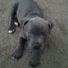 Grey Pit or Pit mix puppy.
