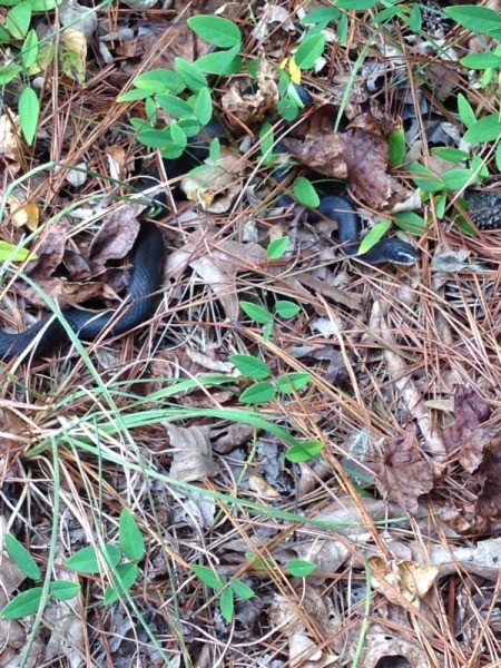 Black snake in leaf and pine needle scatter.
