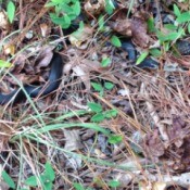 Black snake in leaf and pine needle scatter.