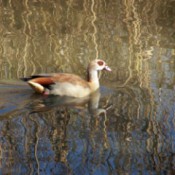 Bird swimming on rippling water.