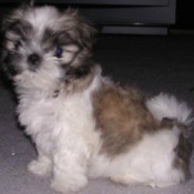 White dog with black and brown markings.