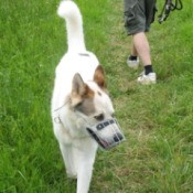 Short haired white dog with brown ears.