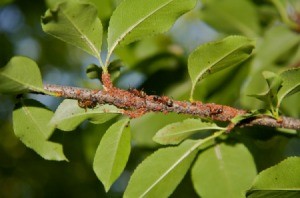 Ants herding aphids on a tree branch.