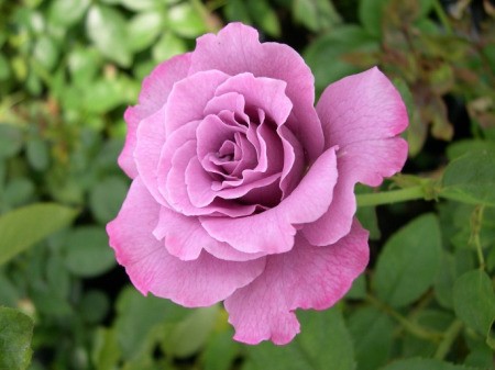 Lavender Rose