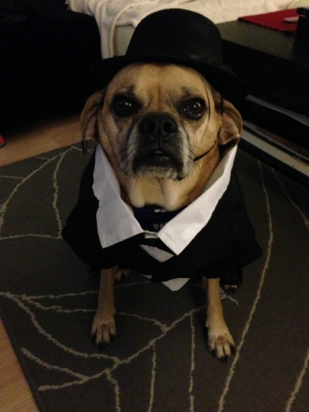 Dog in black hat and white shirt and jacket.