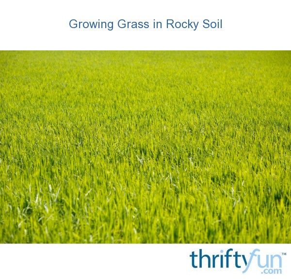 Growing Grass in Rocky Soil? ThriftyFun