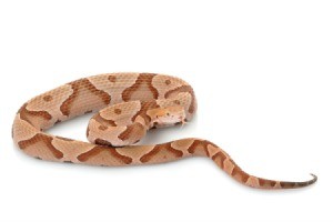 Copperhead Snake