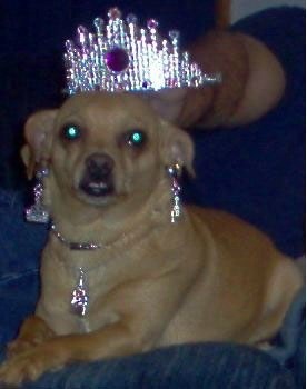 Dog with earrings, necklace, and tiara.