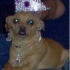 Dog with earrings, necklace, and tiara.