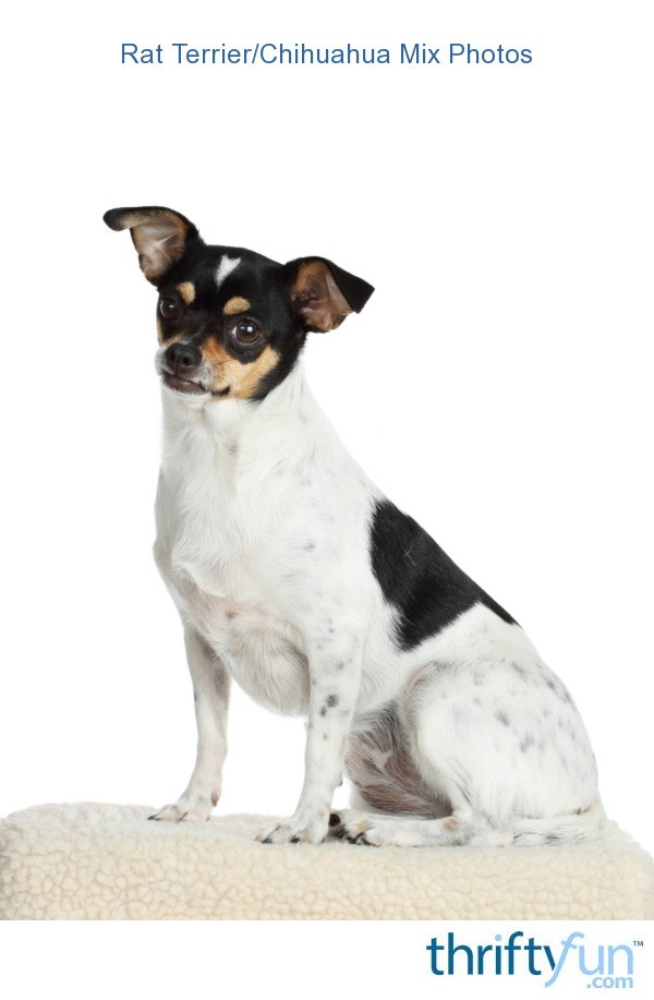 Cute Chihuahua Rat Terrier Mix