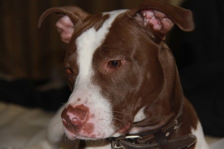 Reddish brown and white Pit.