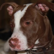 Reddish brown and white Pit.