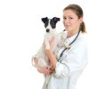 veterinarian holding a dog