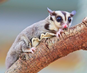 A sugar glider on a wood branch.