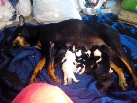 Dog nursing puppies.