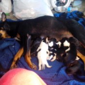 Dog nursing puppies.